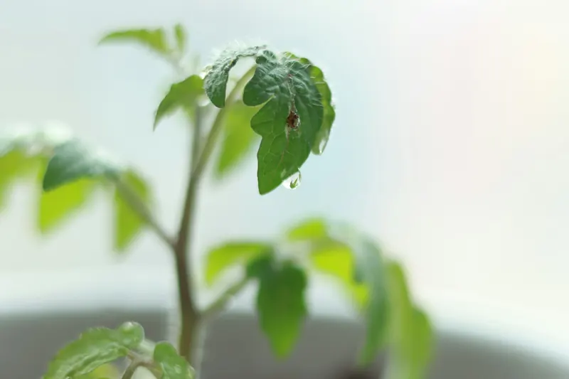 Coat the plant